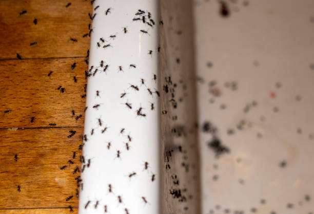 Best Best Pest Control Companies  in Beaver, OK