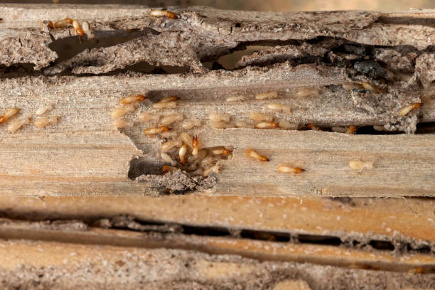 Pest Control Cost in Beaver, OK